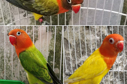 Lovebird Biola, Inilah Ciri-ciri Fisik dan Harga nya