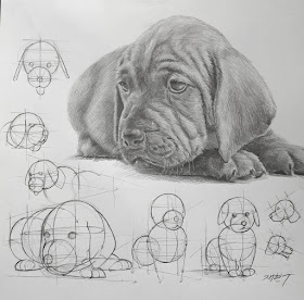 06-Dog-puppy-tutorial-Animal-Pencil-Drawings-Anjjaemi-www-designstack-co