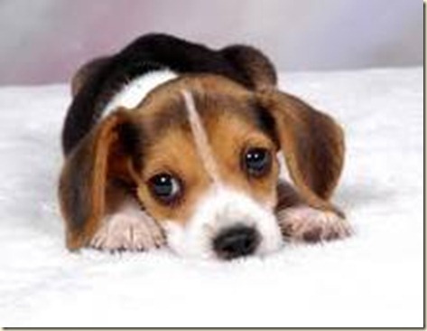 Adiestramiento de perros beagle7