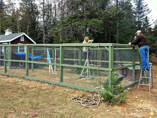 Building a Predator-Proof Chicken Run | Fresh Eggs Daily®