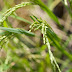 ‘Organikong Palayan’ promotes shift to organic rice production model in Pangasinan