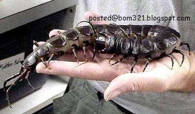 biggest centipede