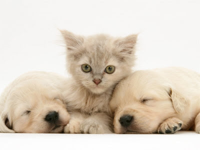 pictures of puppies and kittens together. Kitten and Puppies