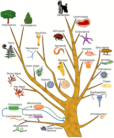 Evolution: Gradualism vs. Punctuated Equilibrium