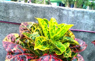Terkini 17+ Pohon Puring Termahal