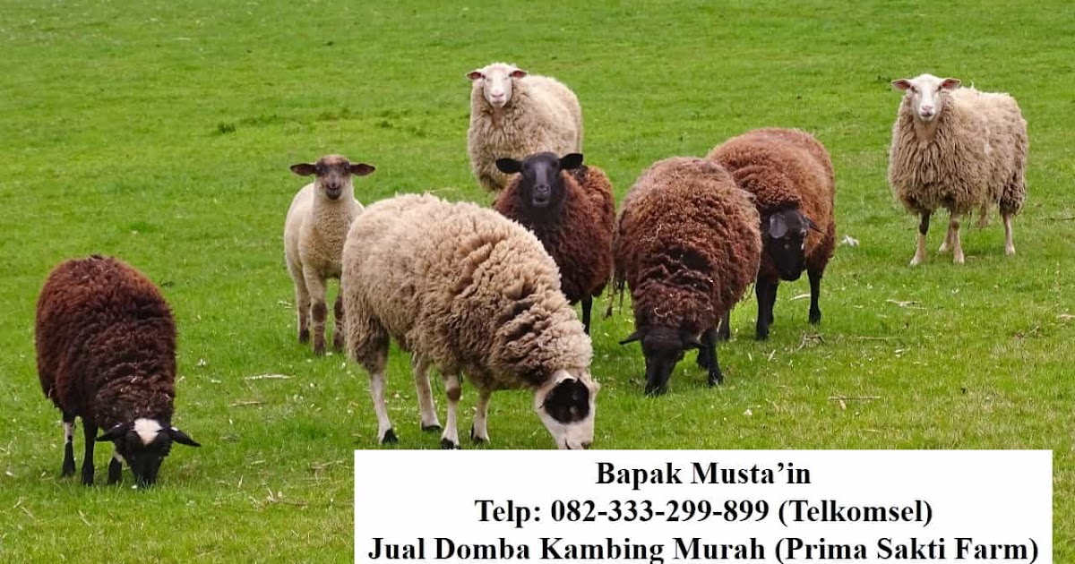 Jual Domba  dan Kambing Indonesia 082 333 288 899 