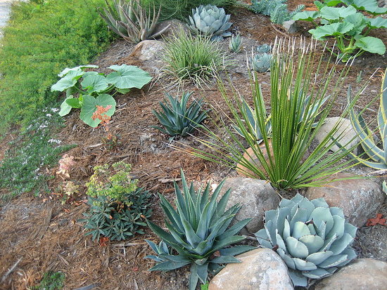 Drought Resistant Landscaping Ideas