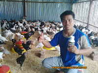 Lagi, Ayam Joper dengan Bio Maxter Kotoran Tidak Bau dan Target Bobot Terlampaui Bebas Antibiotik