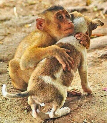 Coexistence Symbiosis Save Wonderful Nature And Animals Art Coexistence Symbiosis Save Wonderful Nature And Animals Art