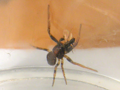 a lame spider was resting; 2011