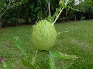 Faux-cotonnier ballon - Arbre à ballons - Gomphocarpe physocarpe - Petite ouate - Gomphocarpus physocarpus