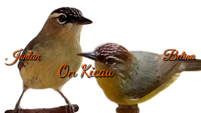 gambar burung opior jambul jantan dan betina