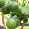 Fruit Tree Fungus Treatment : Tropical gardening helpline: How to treat citrus scab ... / Common plant diseases and disorders.