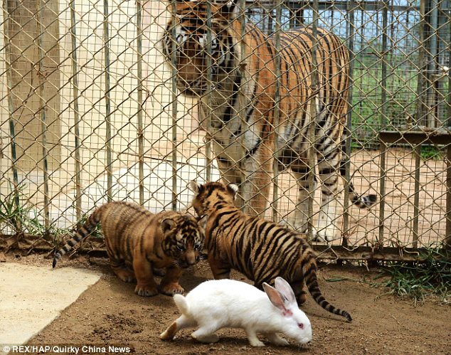 Baby Leopards, Tigers and Rabbit in China Zoo