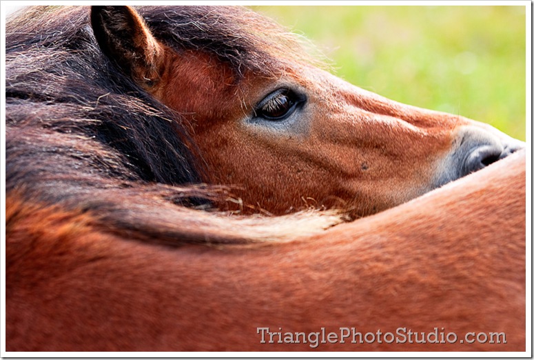 Grayson Highland pony by Steve Jackle - www.trianglephotostudio.com