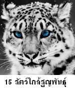 15 สายพันธุ์สัตว์โลกสวยงามที่ใกล้สูญพันธุ์