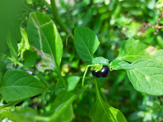 龍葵成熟的漿果為黑色微甜