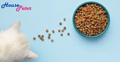 natural balance cat food