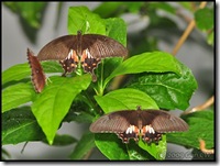 Papilio polytes romulus -f polytes-ChangiT3-20090607_2216-400