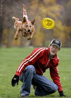 flying dog frisbee