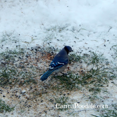 Blue Jay eating seed in the snow 