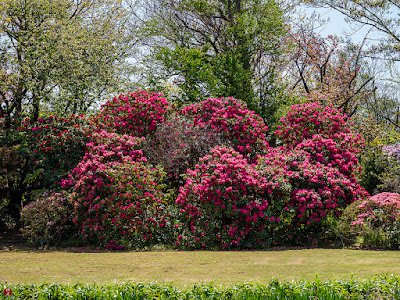Shakunage (rhododendron) flowers: Ofuna Flower Center