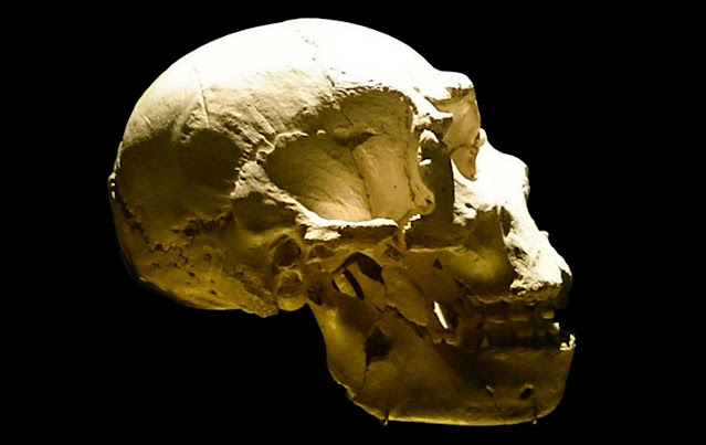 Один из черепов Сима-де-лос-Уэсос