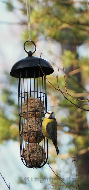 lingonberryhouse, tit, lintulauta, leisure home, mökki