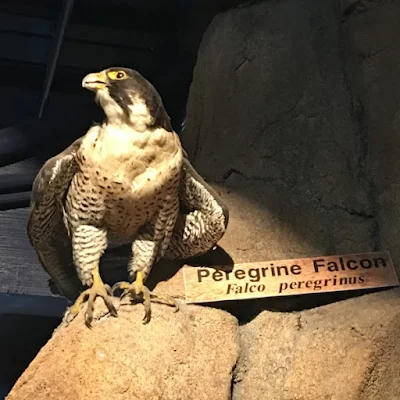 axidermied Peregrine falcon displayed at Museum of Natural History in Morro Bay, California
