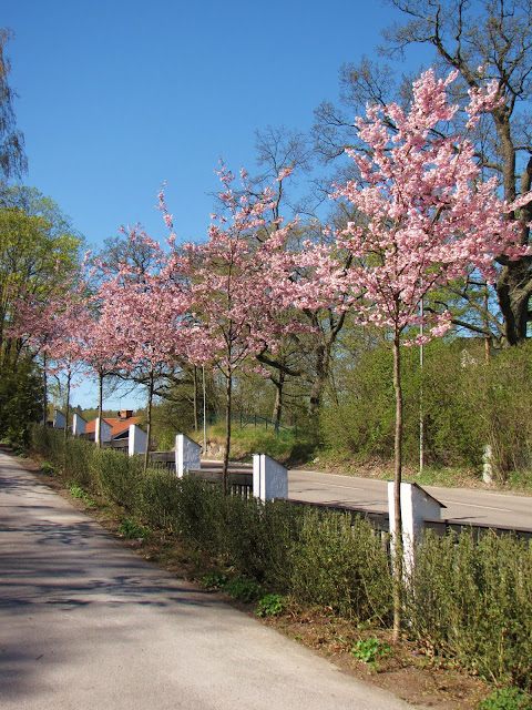 rosa körsbärsträd prunus trädgårdsdesign