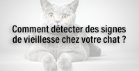  Comment détecter des signes de vieillesse chez votre chat ?