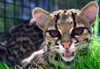 [Image: Margay+Cat.jpg]