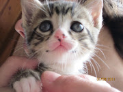 Estes dois gatinhos bebés, uma fêmea e um macho, foram encontrados com uma .