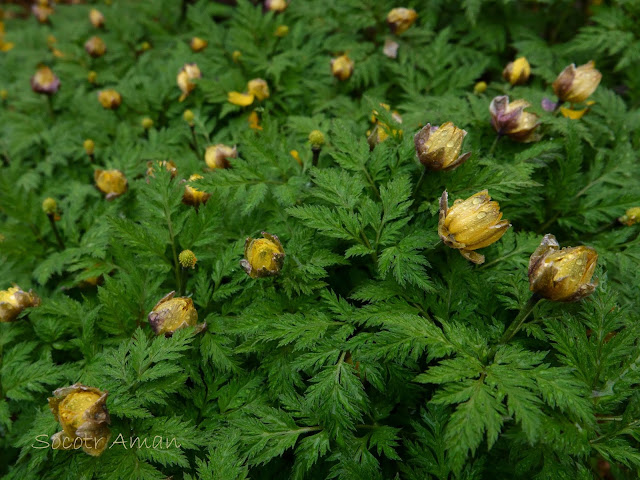 Adonis multiflola