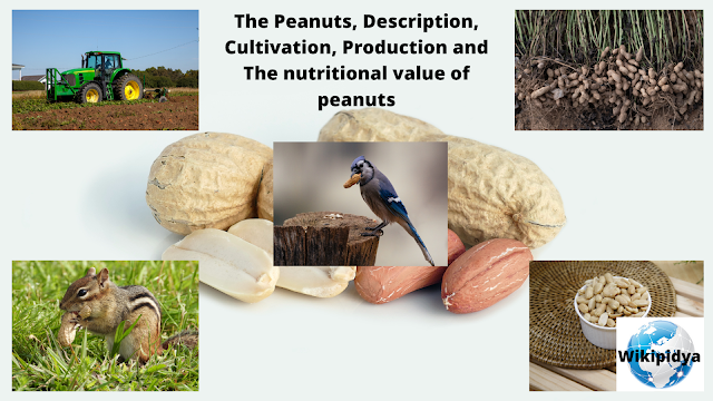 peanuts,health benefits of peanuts,benefits of eating peanuts,peanuts health benefits,benefits of peanuts,growing peanuts,how to grow peanuts,production of peanuts,nutritional value of groundnut,peanuts benefits,harvesting peanuts,how to grow peanuts at home,peanut,peanut cultivation,health benefits of eating peanuts,peanuts nutrition facts,benefits of peanuts malayalam,what is the benefit of eating peanuts every day?,planting peanuts,Nutrition, fruits