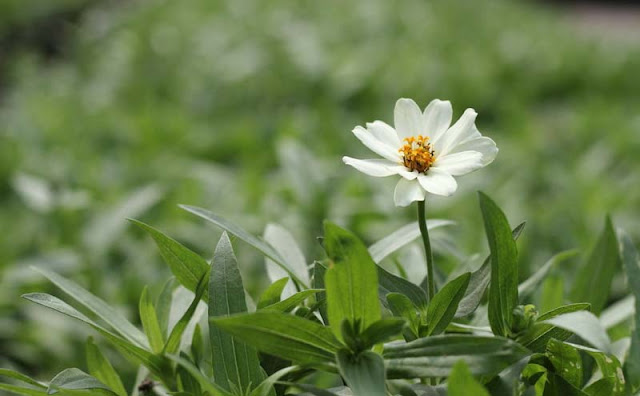 Narrow-Leaf Zinnia Flowers