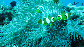 Coral Reef at Marine Park Indonesia