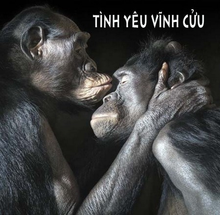 Hình ảnh vui về loài Vượn