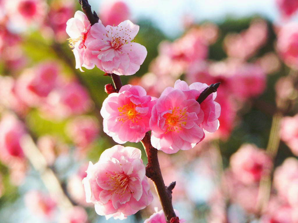 Kumpulan Gambar  Bunga  Sakura Pilihan Sangat Cantik dan 