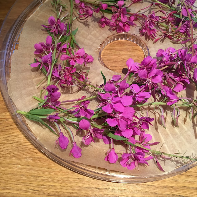 Geitramsblomster som skal tørkes i dehydrator