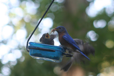 bluebirds feeding mealworms to babies