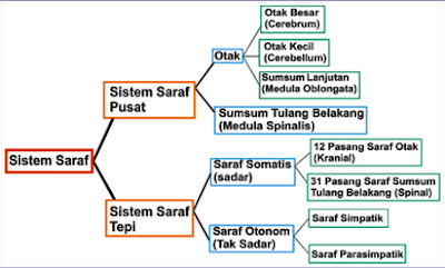 Pembagian Sistem Saraf (Sistem Saraf Pusat) Susunan Meninges