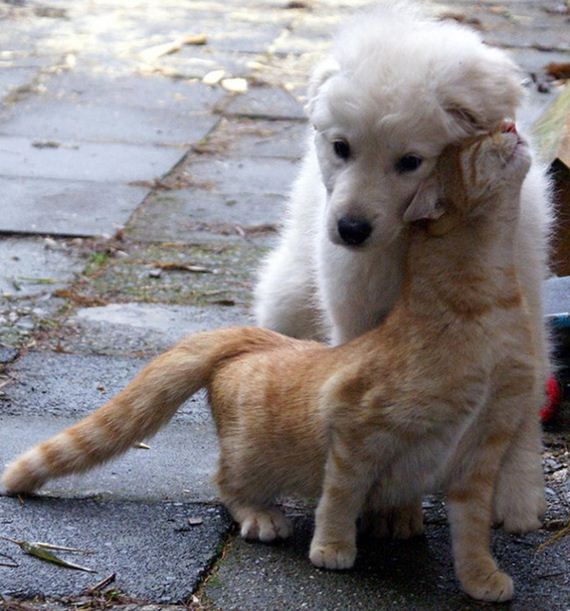 A encantadora e inusitada amizade entre cães e gatos