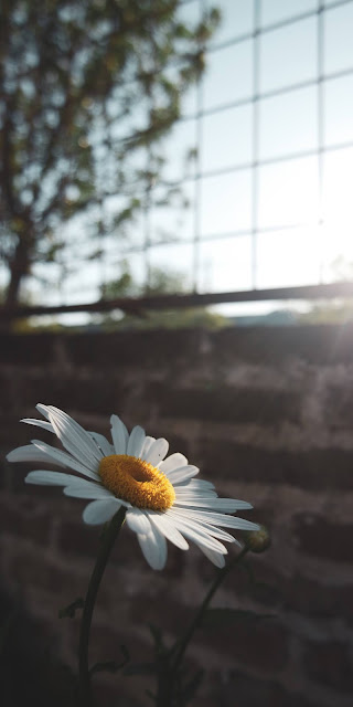 Lonely daisy in the sunshine
