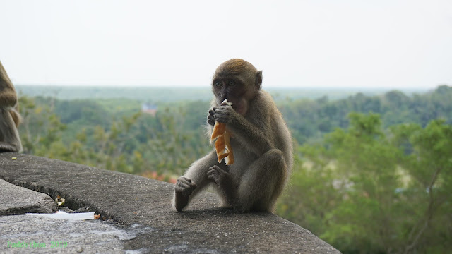 猕猴（Macaque a.k.a Macaca）