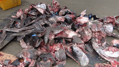 Отходы после разделки рыбы на берегу океана в Манте.