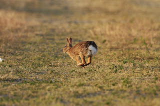 Happy Rabbit