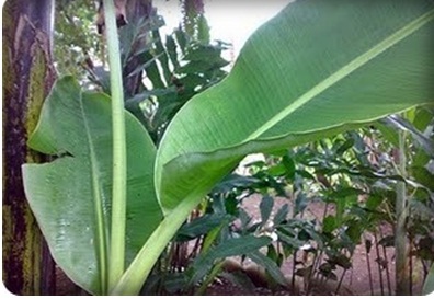 Image result for daun pisang muda bergulung