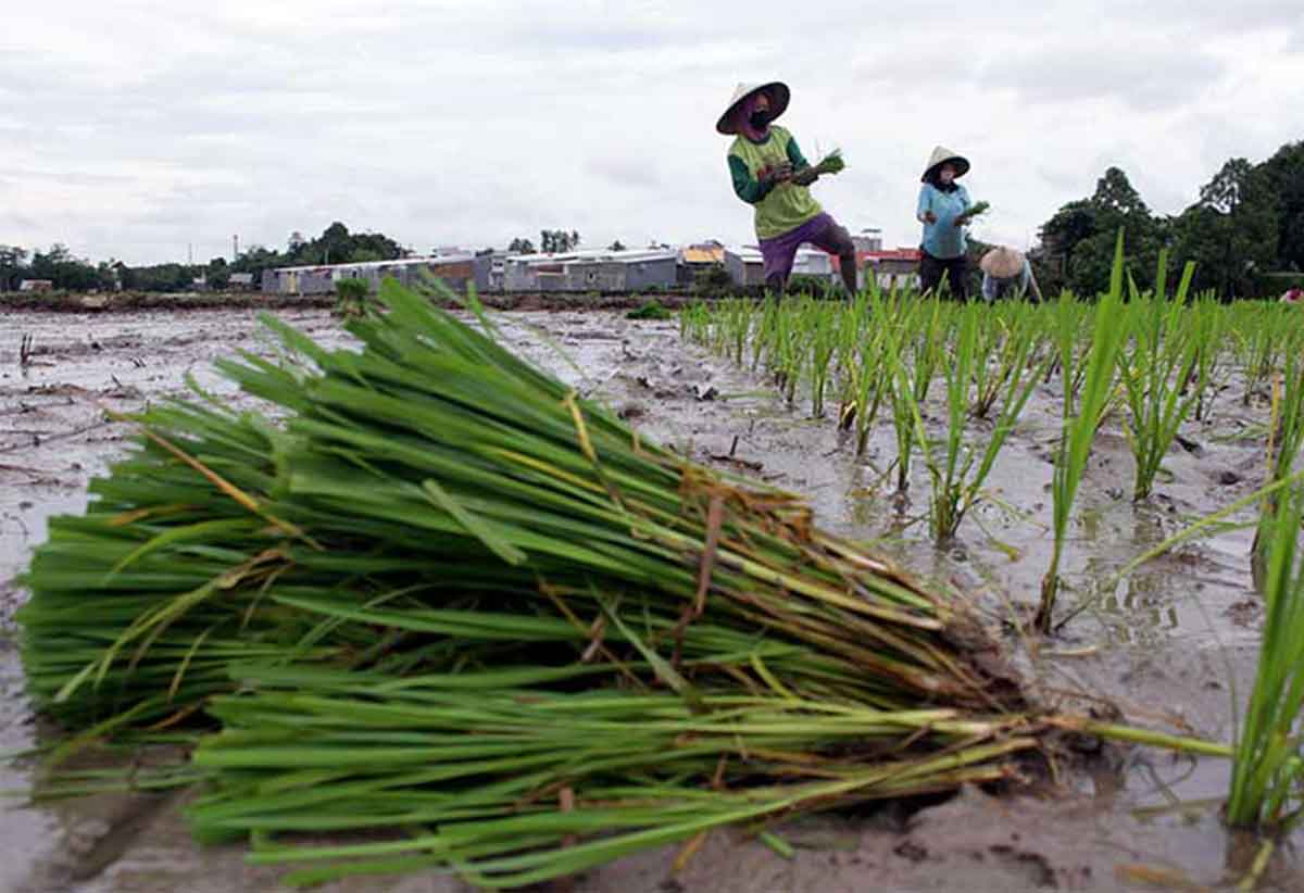 Dukung Petani, Banten Beri Bantuan Benih dan Pupuk untuk Tanam Padi