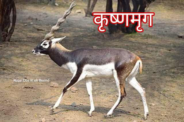 हरियाणा का राज्य पशु काला हिरण/ कृष्णमृग (एंटिलोप सर्विकापरा)/ Black Buck